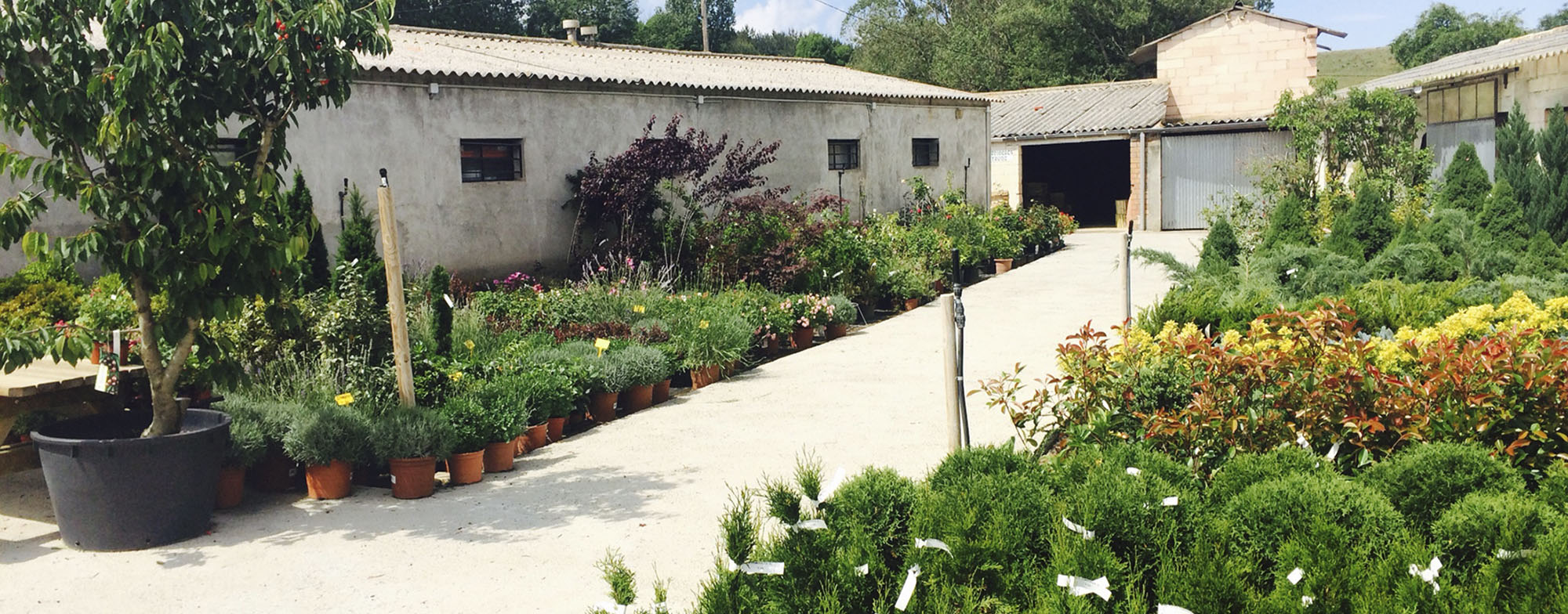 Las plantas... la alegría en casa