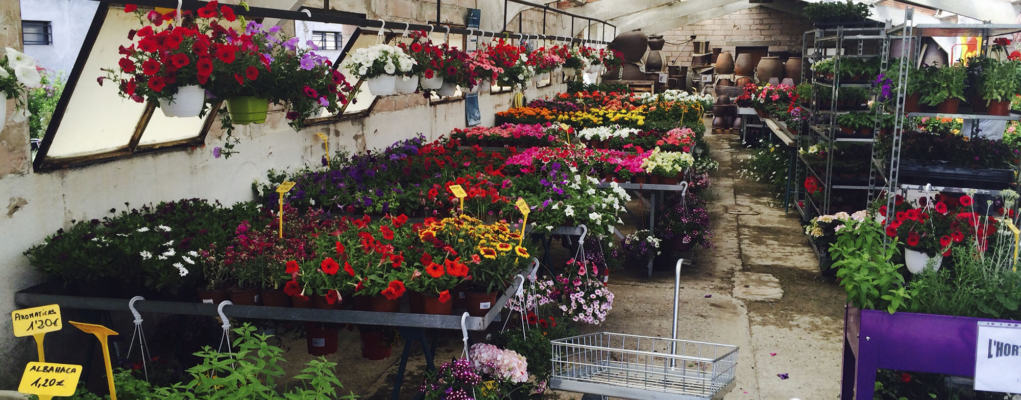 Flores más duraderas